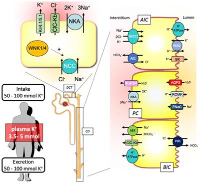 Renal K+ retention in physiological circumstances: focus on adaptation of the distal nephron and cross-talk with Na+ transport systems